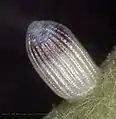 œuf