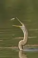 Parc national de Keoladeo, Inde