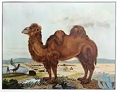 Le chameau