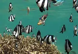 Dascyllus abudafur