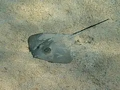 Dasyatis pastinaca