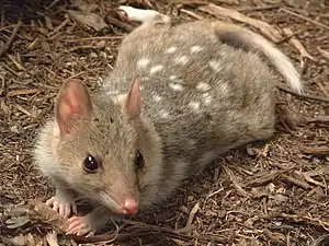 Martre marsupiale (Dasyurus viverrinus)