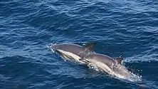 Femelle et son petit dans la baie de Mor Braz (Morbihan) (3-7-2022)