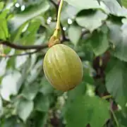 Fruit