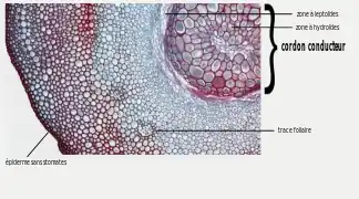 Microphotographie d'un coupe transversale de l'axe feuillé de Dawsonia.