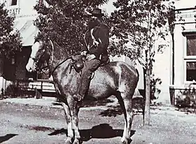 Cheval du Cap au début du XXe siècle, avant 1914