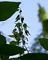 Inflorescences de Decaisnea fargesii
