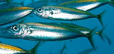 Decapterus koheru