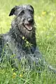 Scottish deerhound mâle, portrait