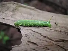 La chenille