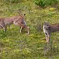 Lynx