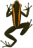Représentation graphique d'une Phyllobates aurotaenia datant de 1913