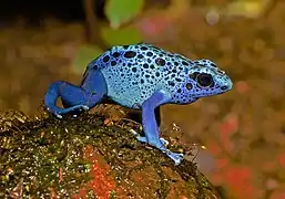 Dendrobates tinctorius au zoo de Karlsruhe.