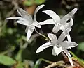 Dendrobium moniliforme, Préfecture de Gifu, Japon