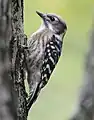 Photo couleur montrant, en gros plan, sur un fond vert clair, un oiseau (tête et ventre bruns, dos noir et blanc) agrippé à un tronc d'arbre (bord gauche de la photo).