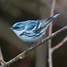 Paruline azurée