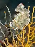 Dermatobranchus nigropunctatus