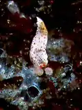 Dermatobranchus otome