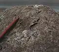 Desquamation d'une surface rocheuse basaltique, sommet du Slaettaratindur, Féroé.