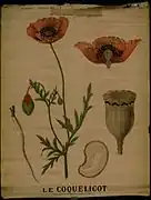 Le coquelicot.