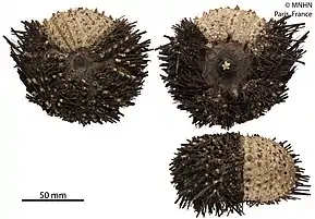 Diadema mexicanum