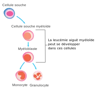 hematopoïèse et cellule pourvant engendrer une LAM