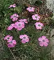 Œillet négligé (Dianthus pavonius)
