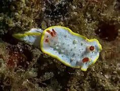 Diaphorodoris olakhalafi