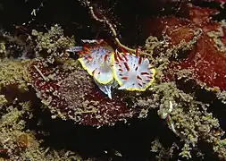 Accouplement de deux Diaphorodoris papillata.