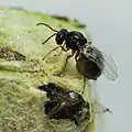 Émergence d'imago de Diastrophus nebulosus.