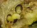 Larves de Diastrophus nebulosus dans leur galle.