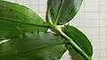 Insertion foliaire de Dichorisandra hexandra (détail)