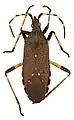 Dicranocephalus agilis, Zoologische Staatssammlung, Münich