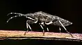 Dicranocephalus albipes, vue latérale montrant notamment l'ouverture de la glande odorante sur le métapleure thoracique.