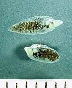 Dicrocoelium dendriticum, petite douve du foie (forme adulte).