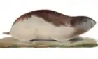 Lemming arctique