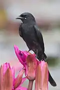 Drongo royal
