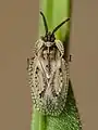 Dictyonota fuliginosa, Belgique.