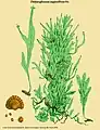 Didymoglossum angustifrons