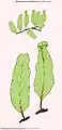 Didymoglossum barklyanum
