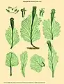 Didymoglossum fontanum
