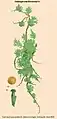 Didymoglossum fructuosum