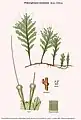 Didymoglossum montanum