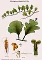 Didymoglossum reptans