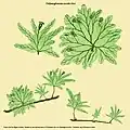 Didymoglossum sociale