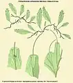 Didymoglossum sublimbatum