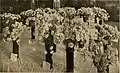 Photographie d'une exposition d'œillets à Boston en 1911.