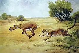 Reconstition de Protoceras poursuivi par Dinictis.