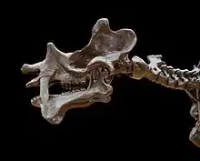 Crâne et vertèbres cervicales de Uintatherium, conservé au Muséum national d'histoire naturelle de Paris.