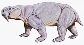 Reconstitution of D. tener